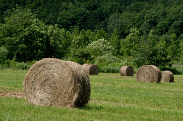 牧草ロール　バッカンロール