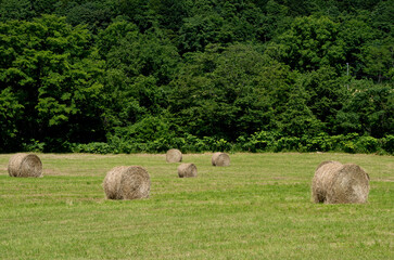牧草ロール　バッカンロール