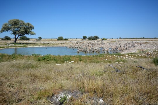 Zebraherde am Okaukuejo Wasserloch im Etoscha Nationalpark in Namibia