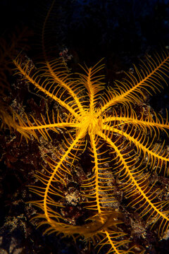 Close-Up Underwater View of a Mediterranean Feather Star