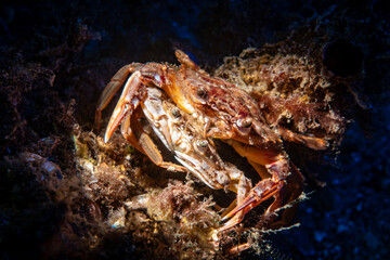 Mating Behavior of Polybius depurator in Turkish Waters