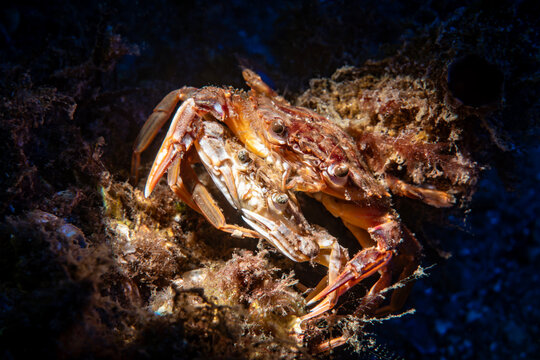 Mating Behavior of Polybius depurator in Turkish Waters