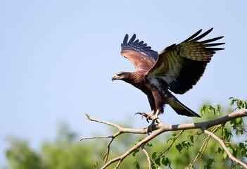 A close up of a Buzzard landing in a tree