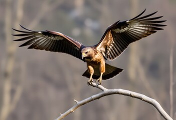 Obraz premium A close up of a Buzzard landing in a tree