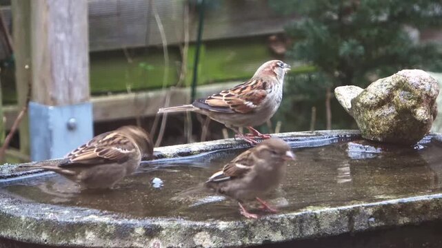 House sparrows bathing and drinking water in garden bird bath