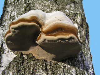 Polypore real, deciduous L.
A true tinder fungus on the trunk of a deciduous tree.
This beautiful...