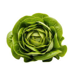 Fototapeta premium Fresh lettuce leaf isolated on transparent background isolated on transparent background