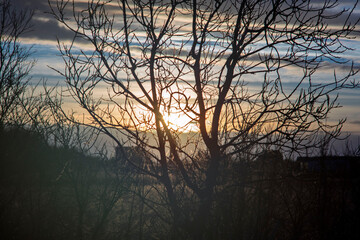 Dramatic Sunset through Silhouetted Bare Tree Branches in Icelandic Wilderness