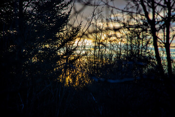 Obraz premium Dramatic silhouette of dense forest trees against a vibrant golden sunset sky during twilight
