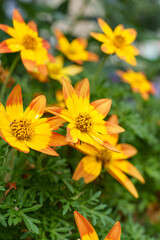 Fototapeta premium Yellow and orange Bidens flowers blooming brightly in a garden during summer