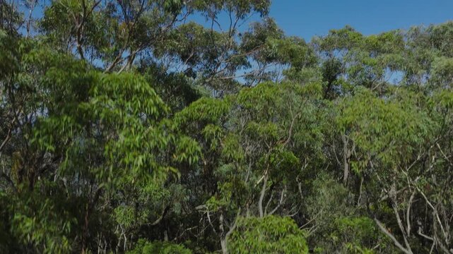 Drone rise up aerial footage through trees from Kedumba Valley Road of Jamison Valley in the Blue Mountains in New South Wales, Australia.