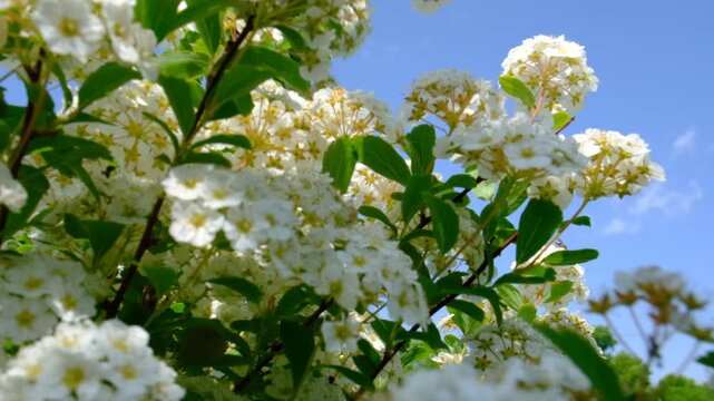 Romantic Vanhoutte spirea flowers. Spiraea vanhouttei. Spring ornamental shrub blowing in the wind on the sunny blue sky.