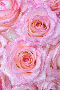Delicate pink roses close-up covered with dew drops. Vertical background or wallpaper for phone and book cover. Selective soft focus