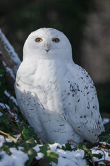 Fototapeta premium Snowy owl outdoors in the zoo aviary in winter with snow.