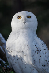 Snowy owl outdoors in the zoo aviary in winter with snow.