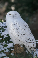 Fototapeta premium Snowy owl outdoors in the zoo aviary in winter with snow.