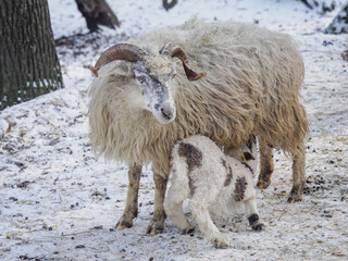 A lamb suckling milk from a sheep outdoors in the snow.