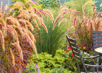 Obraz premium Soft plumes of purple fountain grass (Pennisetum rubrum) rise and spill gracefully around a small bar table and chair, creating an intimate garden retreat bathed in warm summer light. 