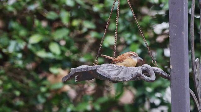Carolina wren eating dried meal worms on a hanging feeder. 