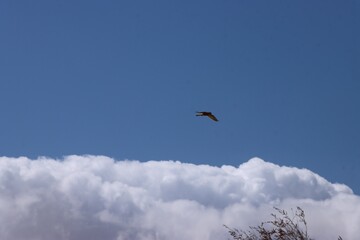 Zdjęcie nieba i chmur i lecący ptak.