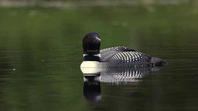 Common loon calling on a lake 