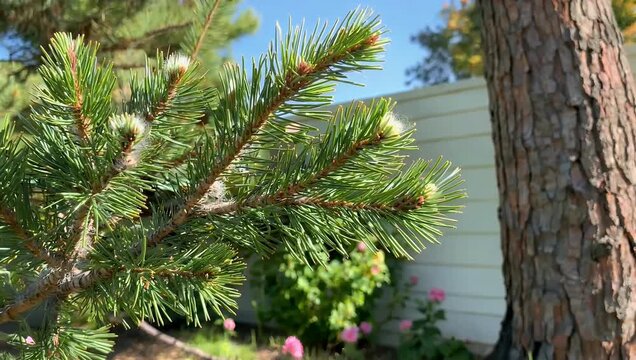 Bright 4K macro footage of fresh green pine needles glistening under the summer sun backyard emphasizing natural texture color light 