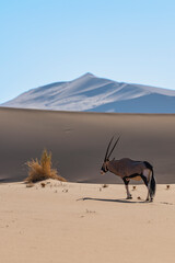 Vertical shot of a Gemsbok (Oryx gazella) walking away from the camera towards a massive sand dune in the Namib Desert, Namibia