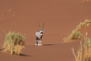 A Gemsbok (Oryx gazella) with majestic horns facing the camera while standing among grass tufts on an ochre dune in the Namib Desert, Namibia