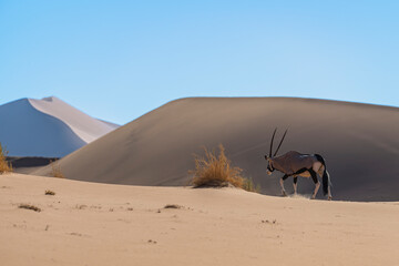 Eye-level perspective of a Gemsbok (Oryx gazella) retreating across the beige sand dunes of the Namib Desert, Namibia