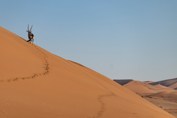 Rear view of a Gemsbok (Oryx gazella) ascending a dune ridge overlooking the Namib Desert, leaving a trail of footprints in the sand, Namibia