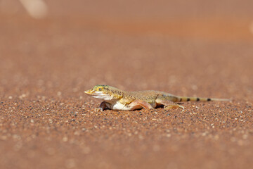 A Shovel-snouted Lizard (Meroles anchiaetae) resting on the ochre sand of the Namib Desert shortly after sunrise, Namibia