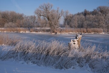 The winter scenery of Zulawy Gdanskie &ndash; the frozen Motlawa and Radunia rivers, frosty reeds and trees, and snow-covered fields. Poland