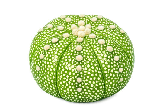Astrophytum asterias cactus with green body and white flecks isolated on transparent background