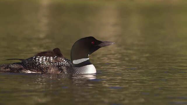 Common loon calling on a lake 