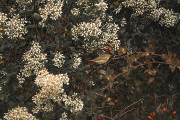 Chiffchaff (Phylloscopus Collybita) In A Baccharis And  Rose Hip Bush