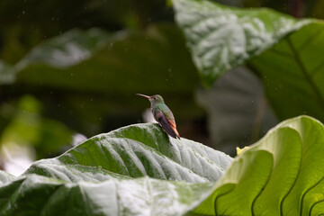 Obraz premium Vibrant hummingbird perched on lush green leaf in tropical rainforest