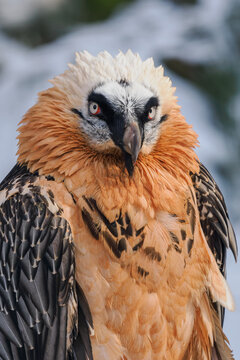 Portrait of a bearded vulture outdoors with snow in the background.