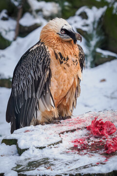 A bearded vulture with pieces of meat on a rock outdoors in the snow.