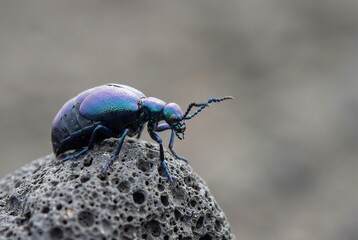 Iridescent Oil Beetle On Textured Grey Volcanic Rock Macro Shot