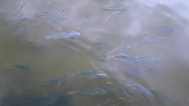 School of tilapia swimming calmly in lakes of clean water.