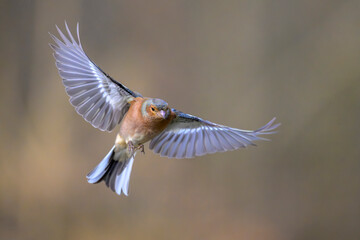 Buchfink Fringilla coelebs chaffinch