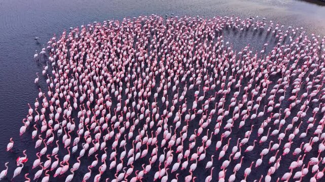 An impressive assembly of flamingos fills the tranquil waters as they gather at dusk, creating a stunning spectacle of pink and white against a serene backdrop, showcasing nature's beauty.