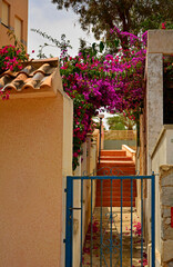 kwitnąca bungewilla oplatajaca łuk nad schoami prowadzącymi do domu, różowa Bugenwilla, kącicierń, Bougainvillea, blooming bungevillea twining around the arch above the steps leading to the house © kateej