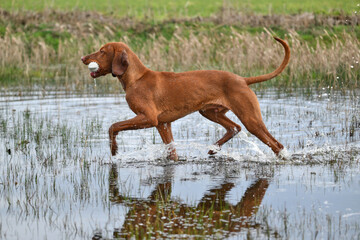 young vizsla with a dummy running in water