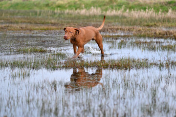 vizsla standing in water