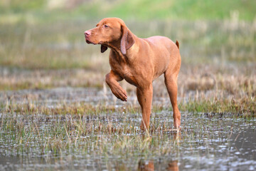 vizsla standing in water