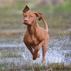 young vizsla running through water