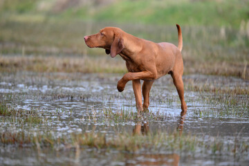 vizsla standing in water