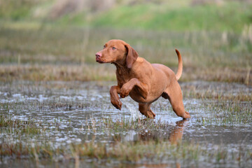 young vizsla running through water