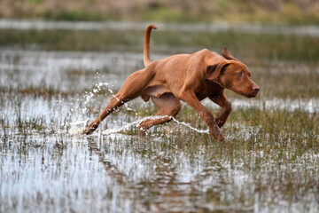young vizsla running through water